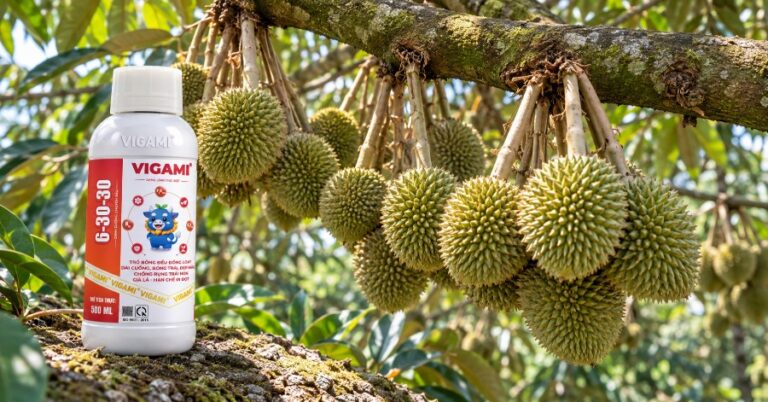 Cách chống rụng trái non