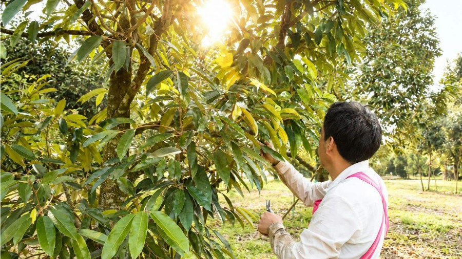 Chăm sóc sầu riêng sau thu hoạch