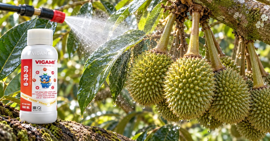 Công nghệ phân bón dạng lỏng nồng độ cao giúp dưỡng chất dễ hòa tan, thuận tiện hấp thu qua lá, hỗ trợ cây sầu riêng trong giai đoạn nuôi trái non