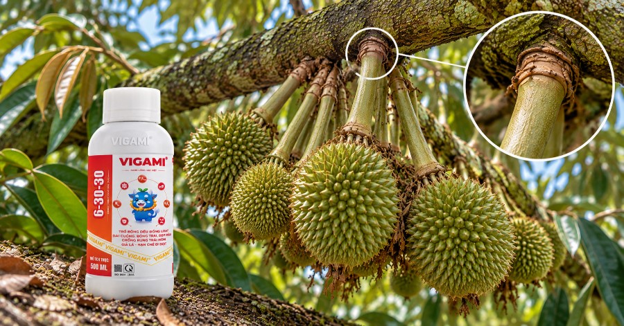 Cuống trái sầu riêng được nuôi dưỡng tốt sẽ phát triển khỏe, tăng độ bền liên kết với cành và hạn chế rụng trái