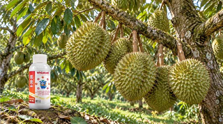 Khi cây đứng đọt và dinh dưỡng được phân bổ hợp lý, trái non phát triển đồng đều, hạn chế méo trái và cải thiện mẫu mã nông sản