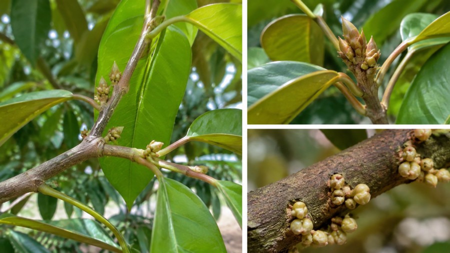 Phân hóa mầm hoa là quá trình cây chuyển từ sinh trưởng sinh dưỡng sang sinh trưởng sinh sản, hình thành mầm hoa, tạo tiền đề cho ra hoa và đậu trái
