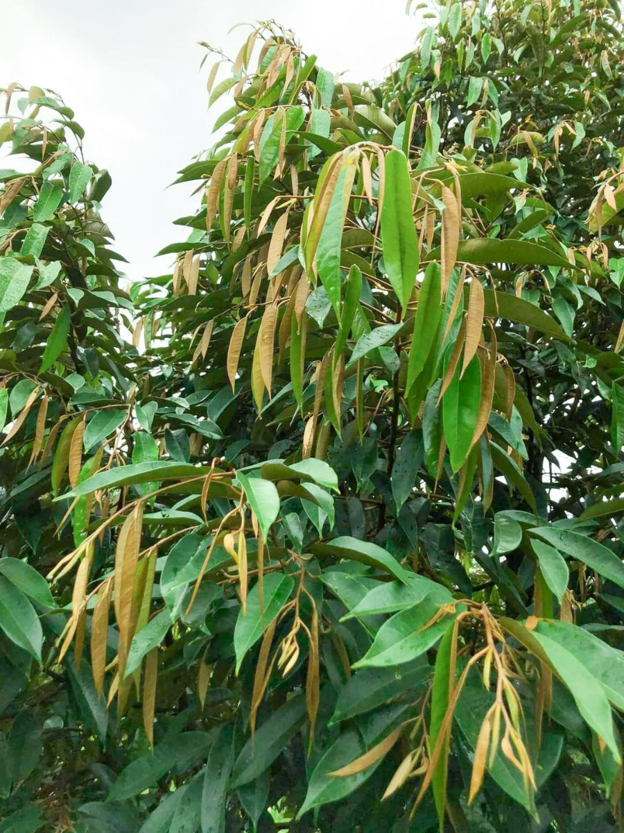 Phục hồi bộ rễ giúp cây sầu riêng hấp thu nước và dinh dưỡng thuận lợi hơn, tạo điều kiện phát triển cơi đọt mới, tái tạo bộ tán và duy trì sức sinh trưởng