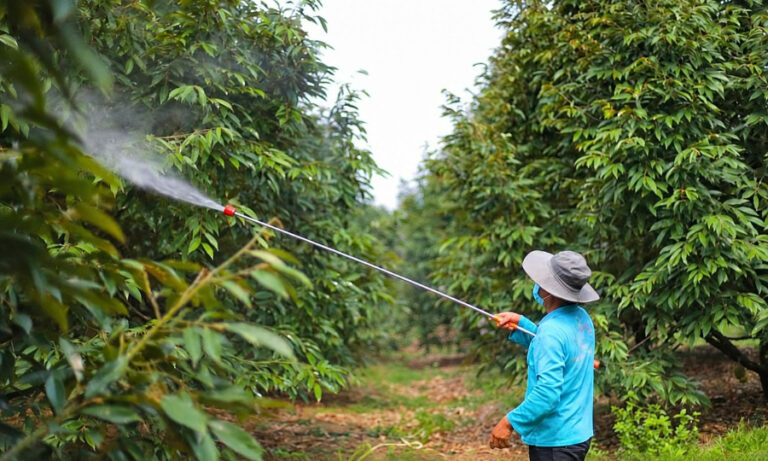 Phục hồi sầu riêng sau thu hoạch