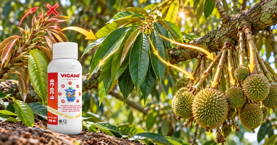 VIGAMI 6-30-30 giàu Lân và Kali hỗ trợ hãm đọt, thúc đẩy lá mau già và tăng khả năng quang hợp để nuôi trái non