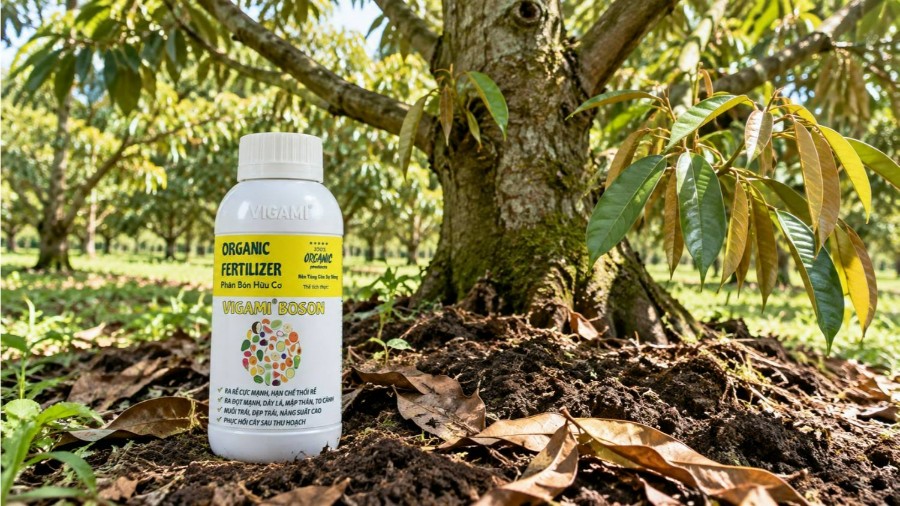 VIGAMI® BOSON với 33% chất hữu cơ, kết hợp Bo và Đồng, hỗ trợ phục hồi cây và phát triển rễ mới khi chăm sóc sầu riêng sau thu hoạch